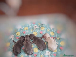 Chihuahua perros Chihuahuas blue en Sevilla - Anuncio 32