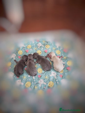 Chihuahua perros Chihuahuas blue en Sevilla - Anuncio 8