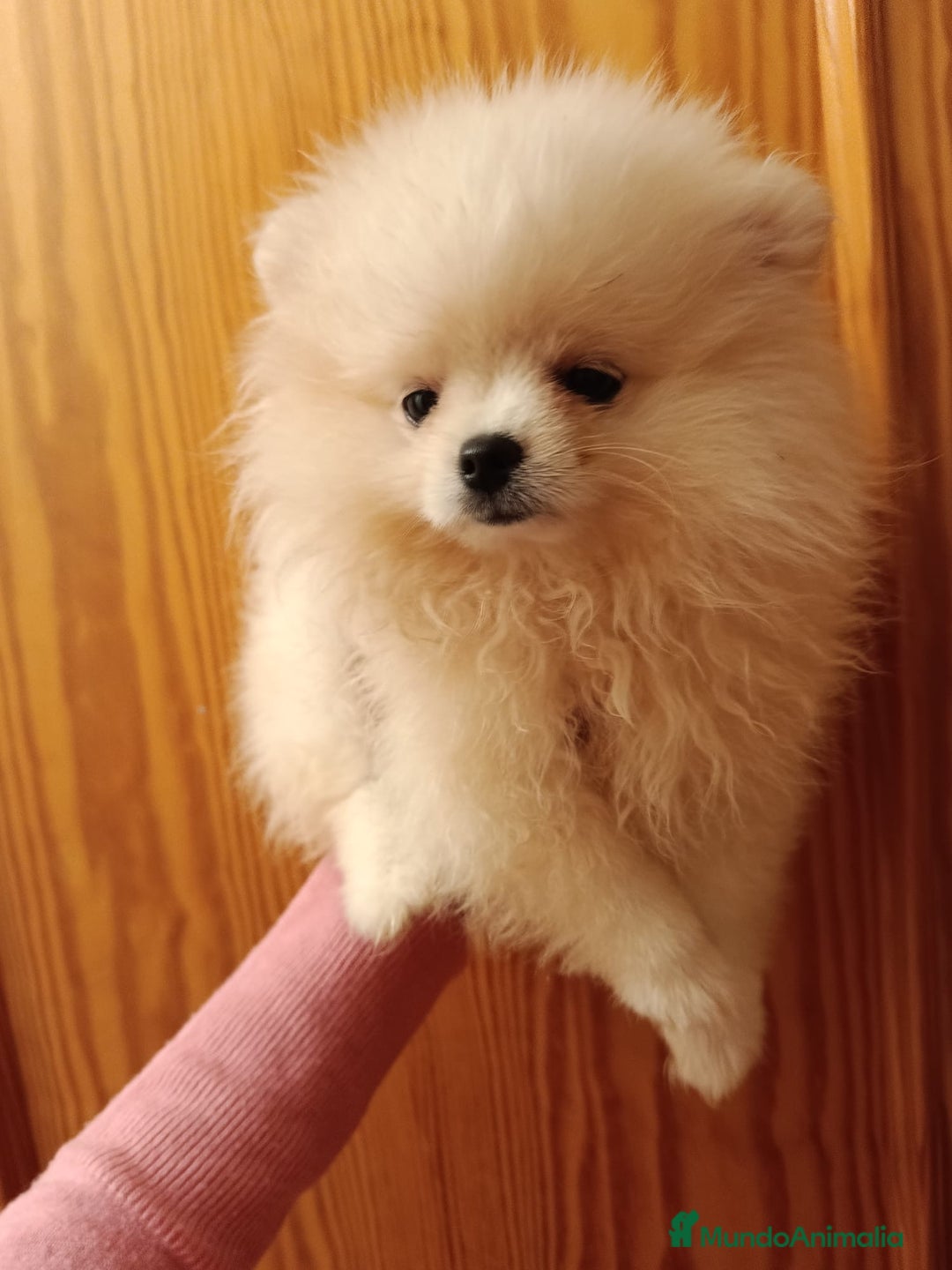 Pomerania perros en venta: Pomerania en Valencia  - Anuncio 4