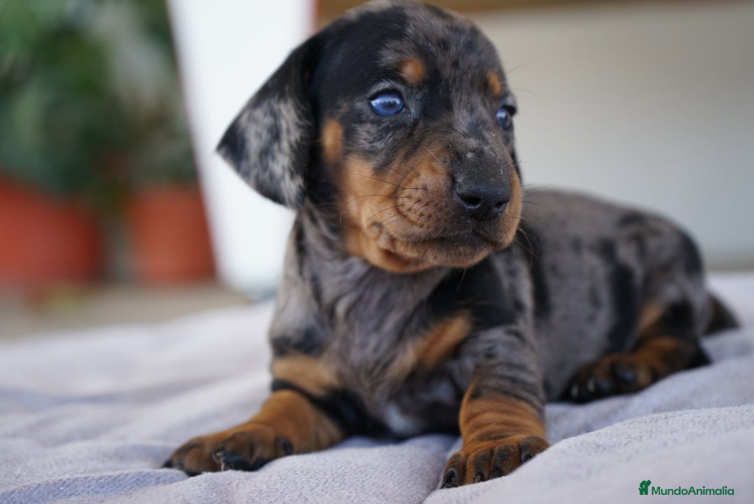 Teckel Miniatura perros en venta: 🌸 Florentina – Teckel miniatura merlé con negro🐾 - Imagen 13