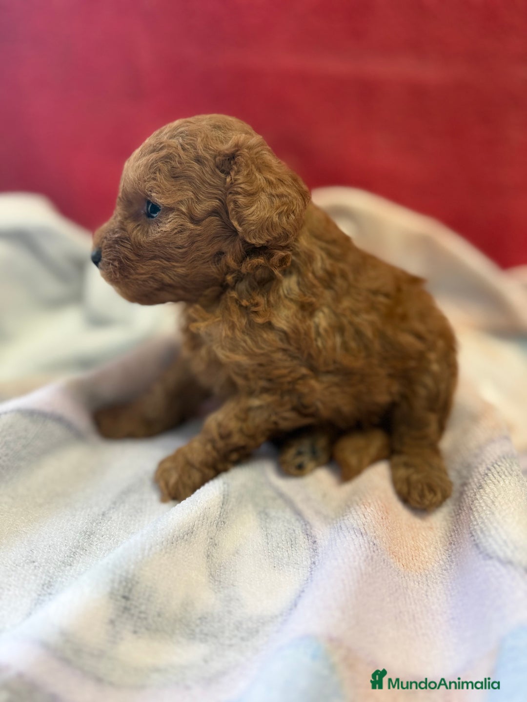 Caniche Toy perros en venta: Monísimo Caniche Rojo  - Imagen 1