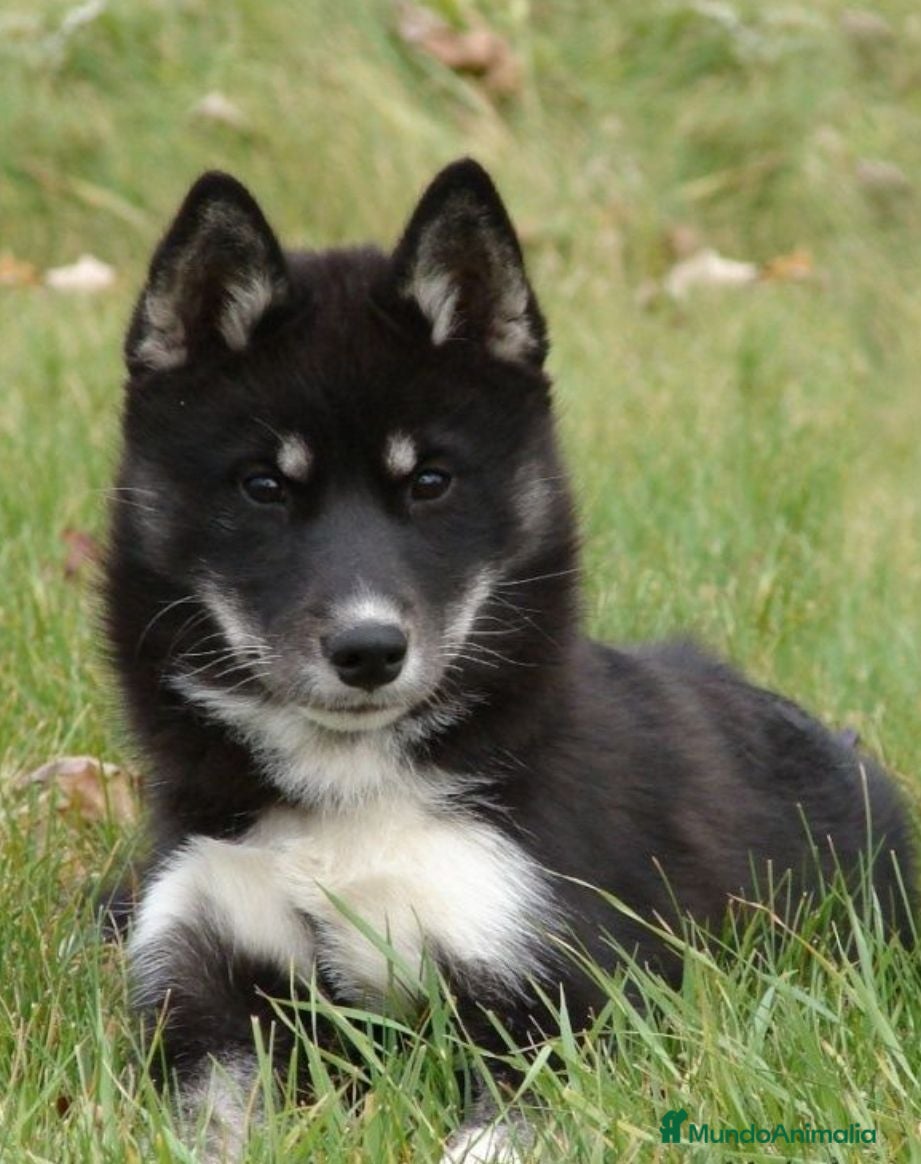 Husky Siberiano perros Husky Jet Black y Agouti EXÓTICOS - Anuncio 1