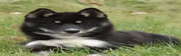 Husky Siberiano perros en venta: Husky Jet Black y Agouti EXÓTICOS - Anuncio 1