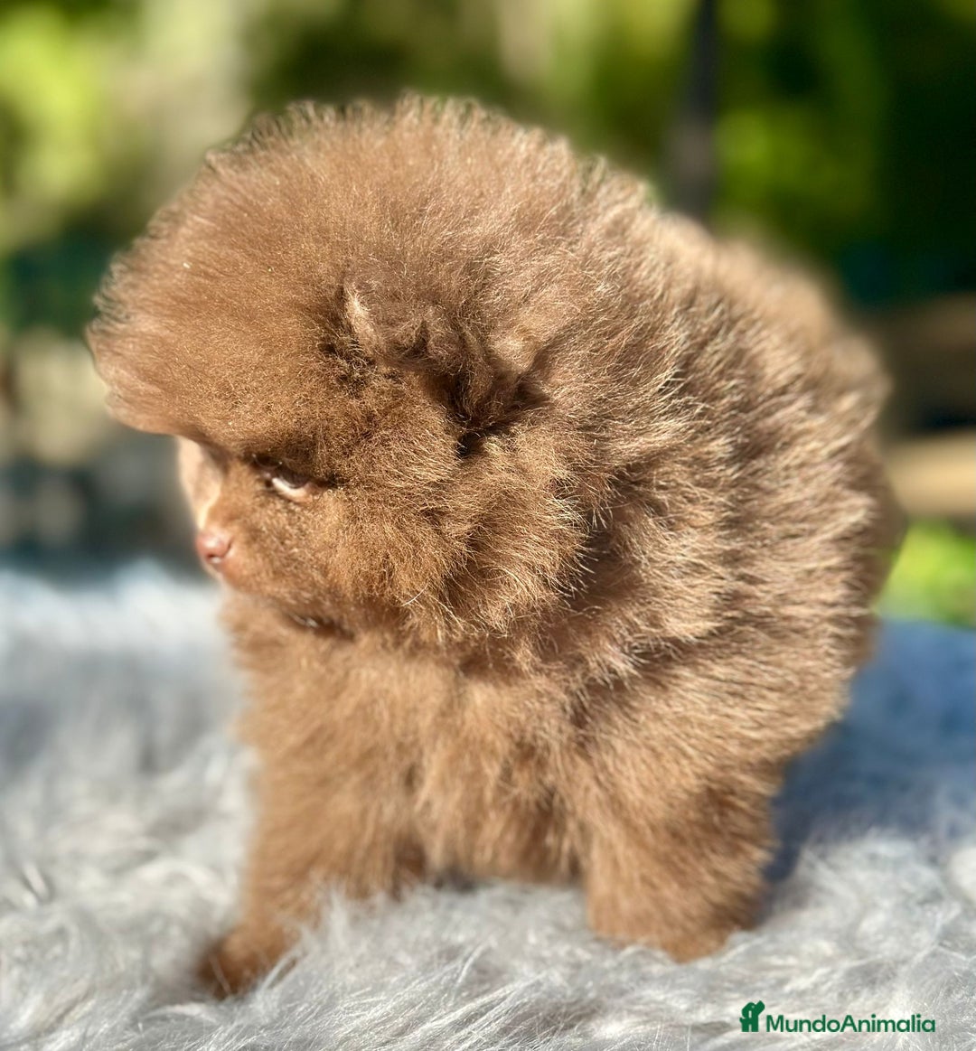 Pomerania perros en venta: Pomerania chocolate cara oso  - Imagen 3