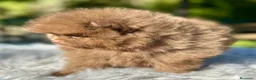 Pomerania perros en venta: Pomerania chocolate cara oso  - Anuncio 3