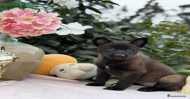 Pastor Belga Malinois perros Excelentes cachorros de pastor belga malinois - Anuncio 7