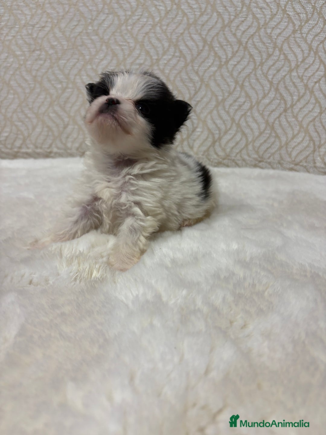 Pomerania perros en venta: Lulu Pomerania macho mini Toy color party - Anuncio 7