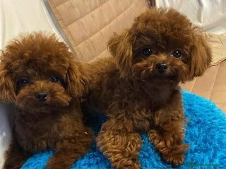 Caniche Toy perros caniche toy super pequeño - Anuncio 1