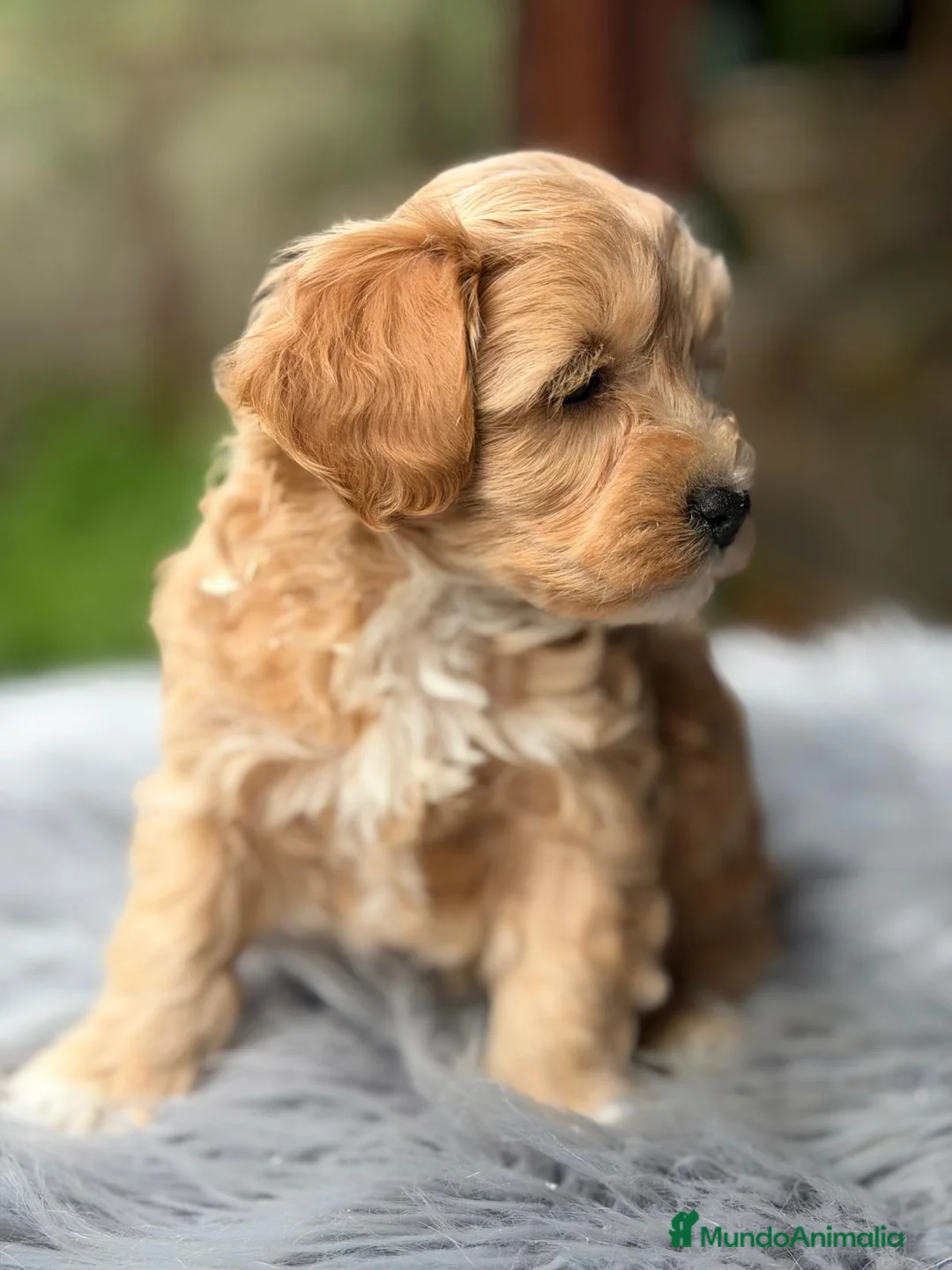 Maltipoo perros en venta: MALTIPOO F1 APRICOT  - Anuncio 8