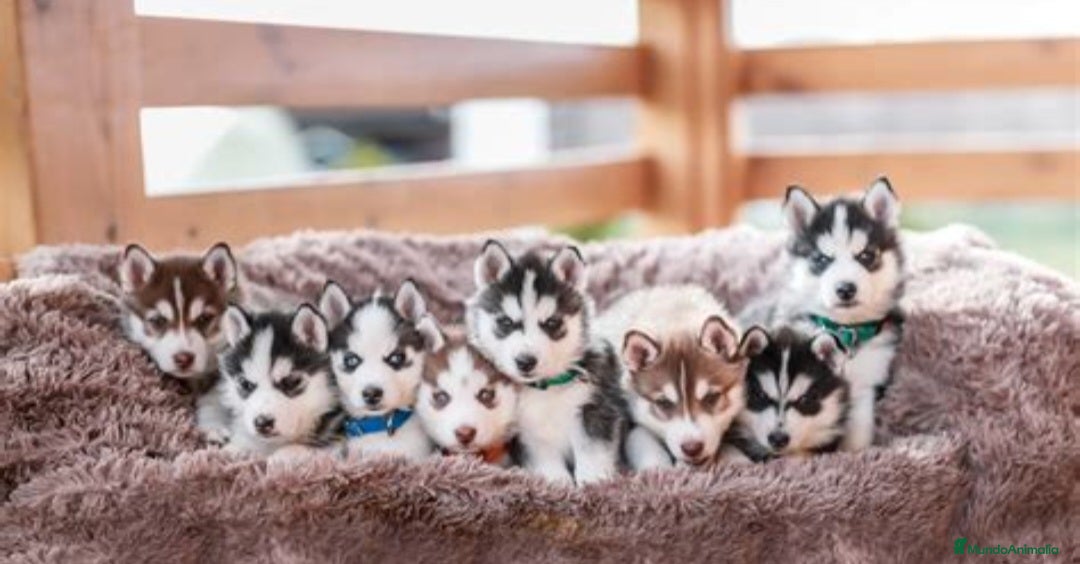 Husky Siberiano perros en venta: ‼️‼️husky siberianos - Anuncio 2