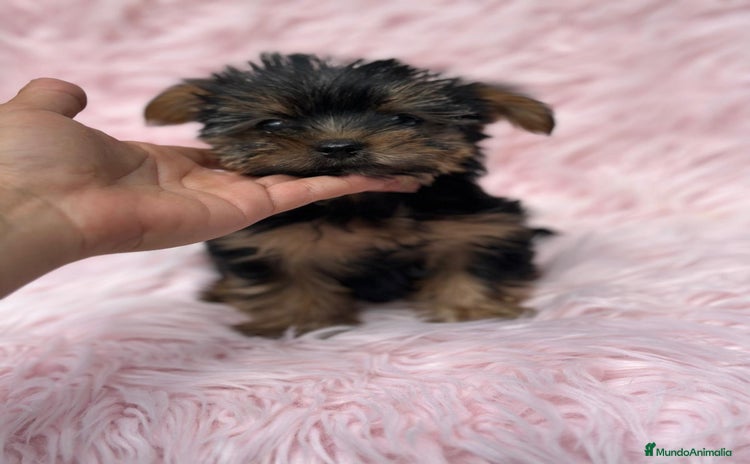 Yorkshire Terrier perros - Anuncio 3