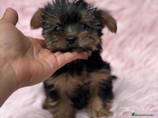 Yorkshire Terrier perros - Anuncio 3