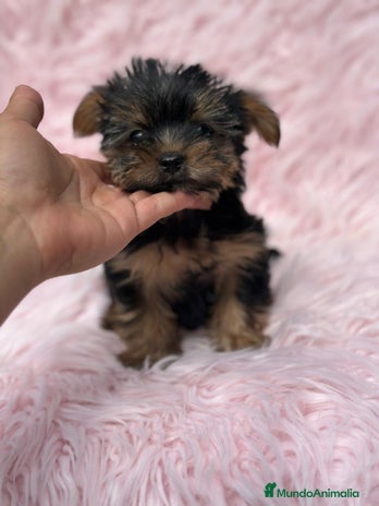 Yorkshire Terrier perros Yorkshire miniatura - Anuncio 8