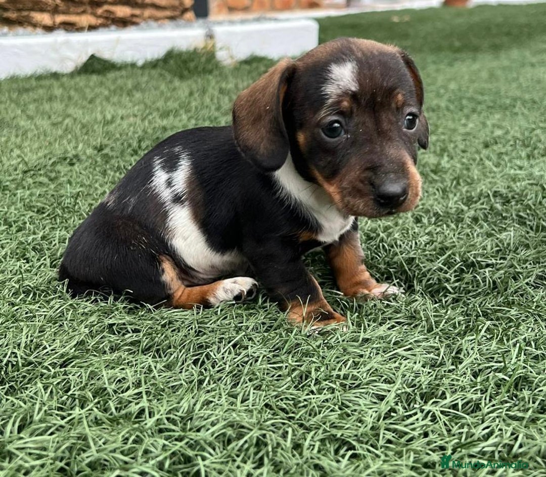 Teckel Miniatura perros en venta: TECKEL LISTOS PARA ENTREGAR !!!!! - Imagen 2