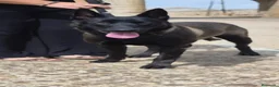 Pastor Belga Malinois perros en venta: Melinoas totalmente impresionantes  - Anuncio 14