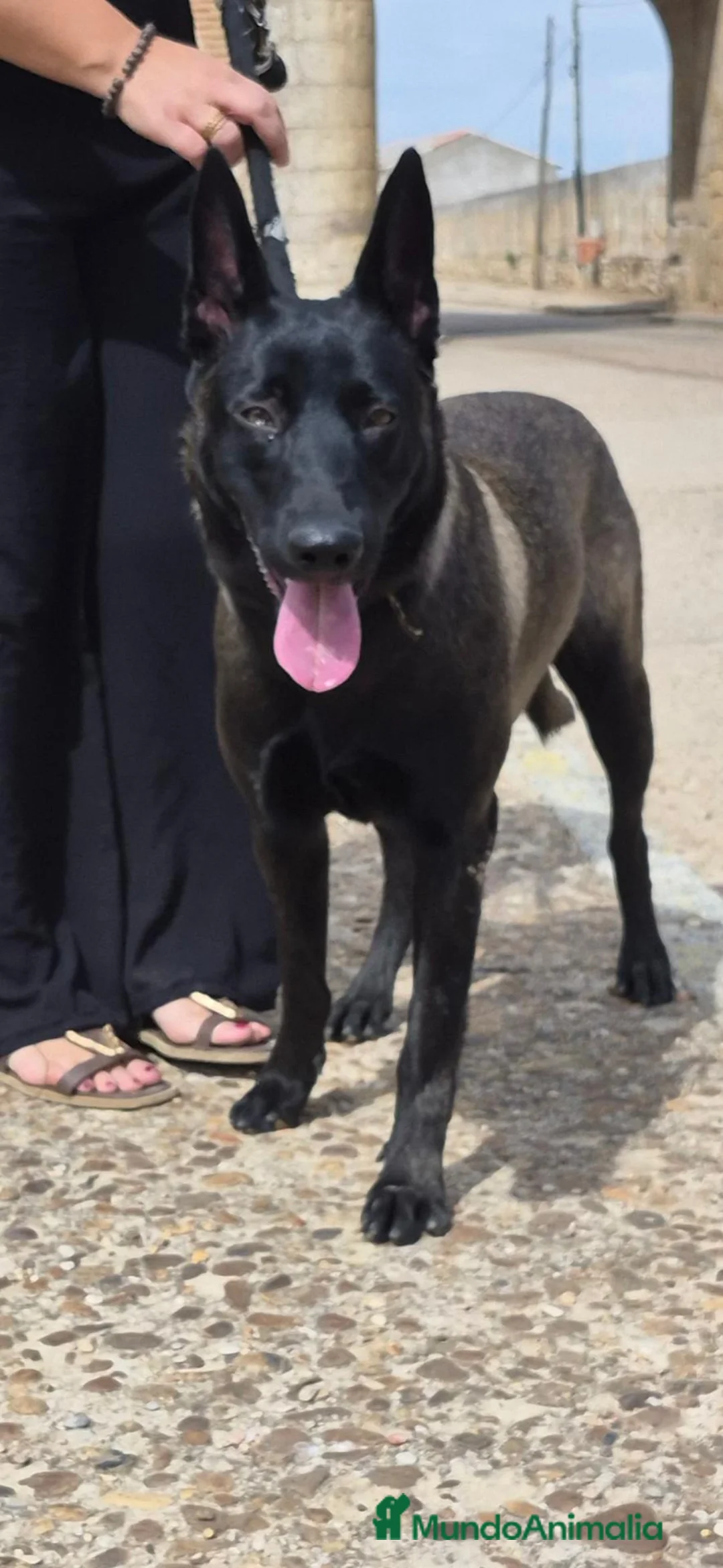 Pastor Belga Malinois perros en venta: Melinoas totalmente impresionantes  - Anuncio 14