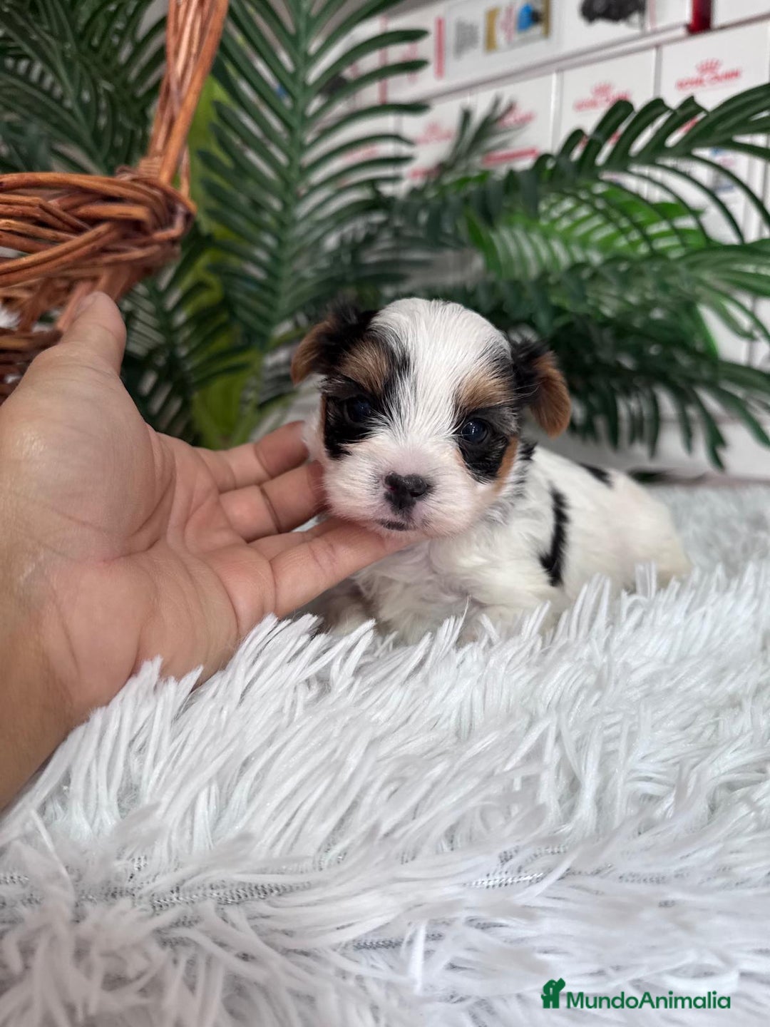 Yorkshire Terrier perros en venta: YORKSHIRE BIEWER - Anuncio 17