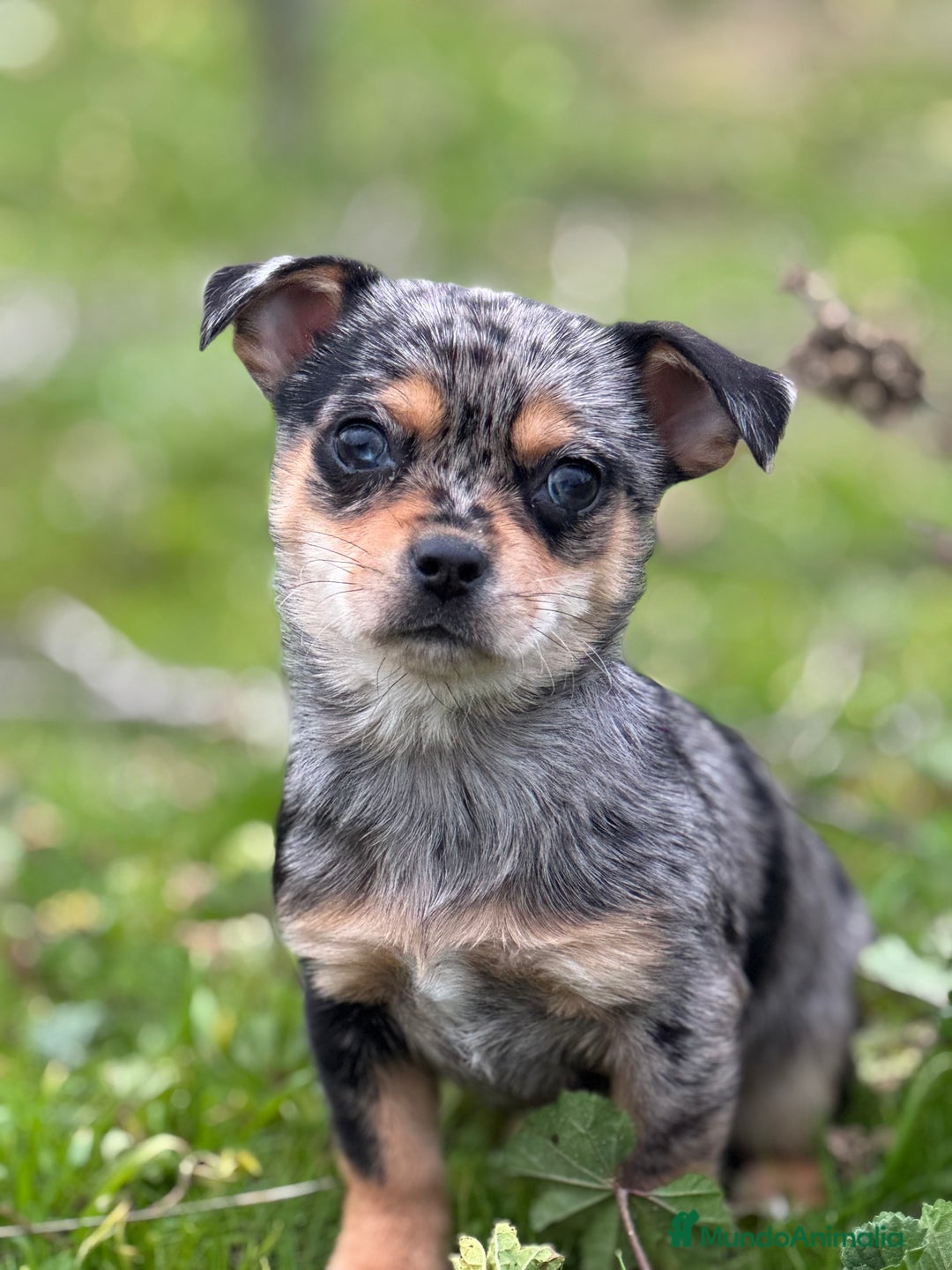 Chihuahua perros en venta: Chihuahua Toy y Mini Toy  - Anuncio 2