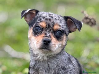 Chihuahua perros Chihuahua Toy y Mini Toy - Anuncio 17