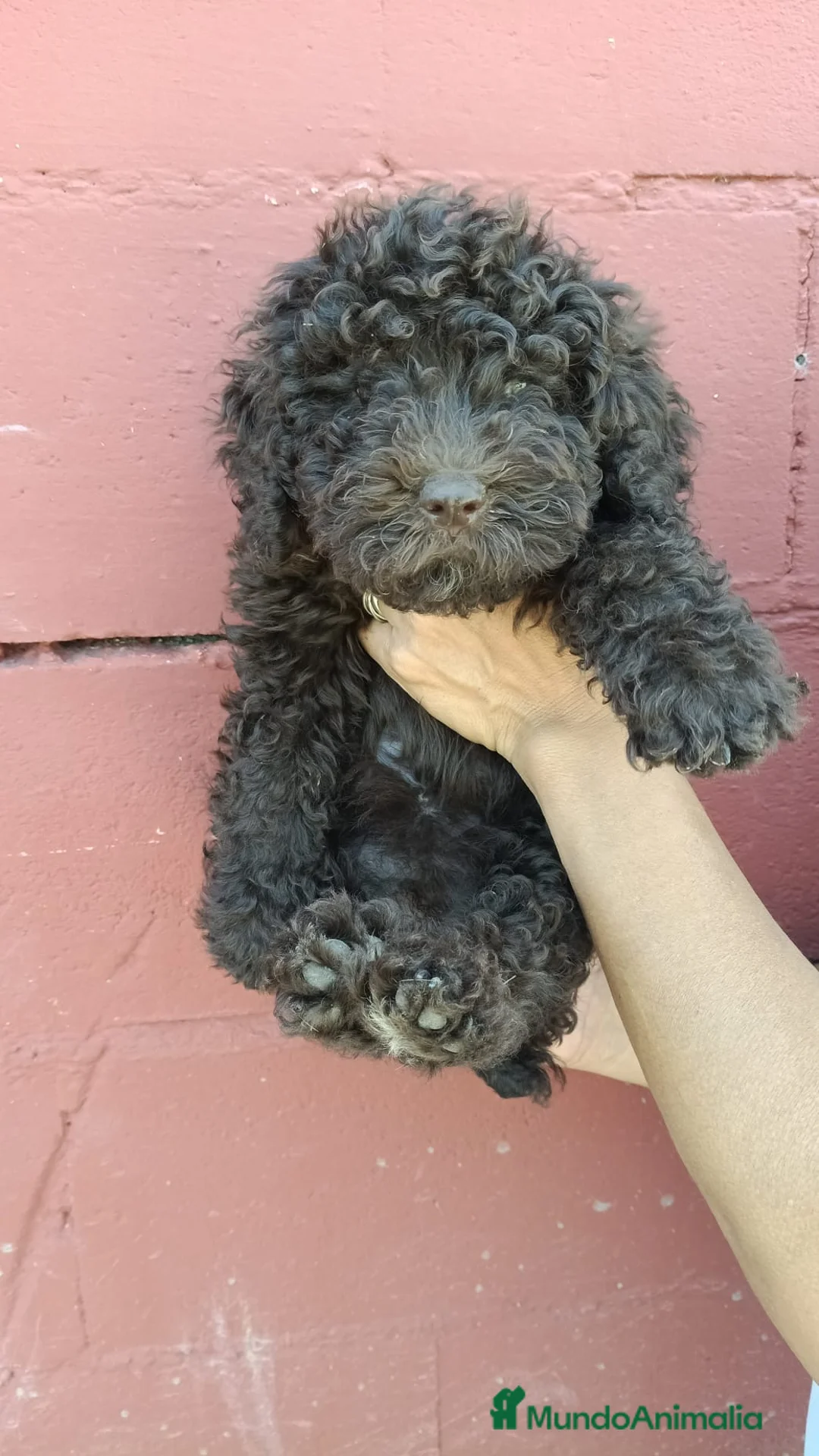 Perro de Agua Español perros en venta: Perros de agua 🐶🐾 en Sevilla - Anuncio 2