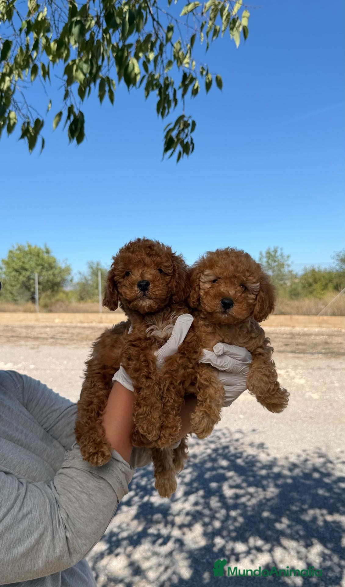 Caniche Enano perros CANICHE APRICOT - ✅ CACHORRO DISPONIBLE - Anuncio 1