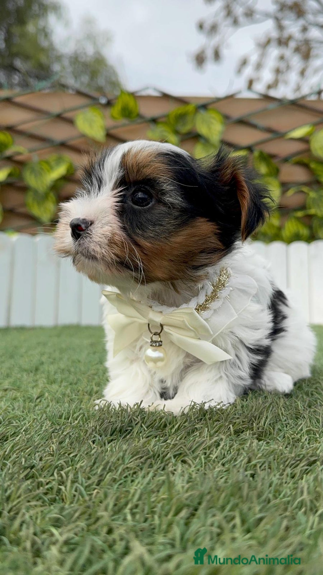 Yorkshire Terrier perros en venta: YORKSHIRE BIEWER - Anuncio 20