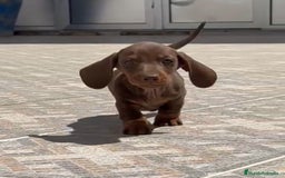 Teckel perros en venta: Teckel mini pelo corto en Cáceres - Imagen 2