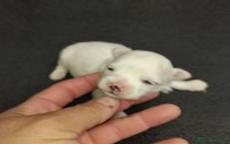 Bichón Maltés perros en venta: Bichones micro toys - Imagen 4