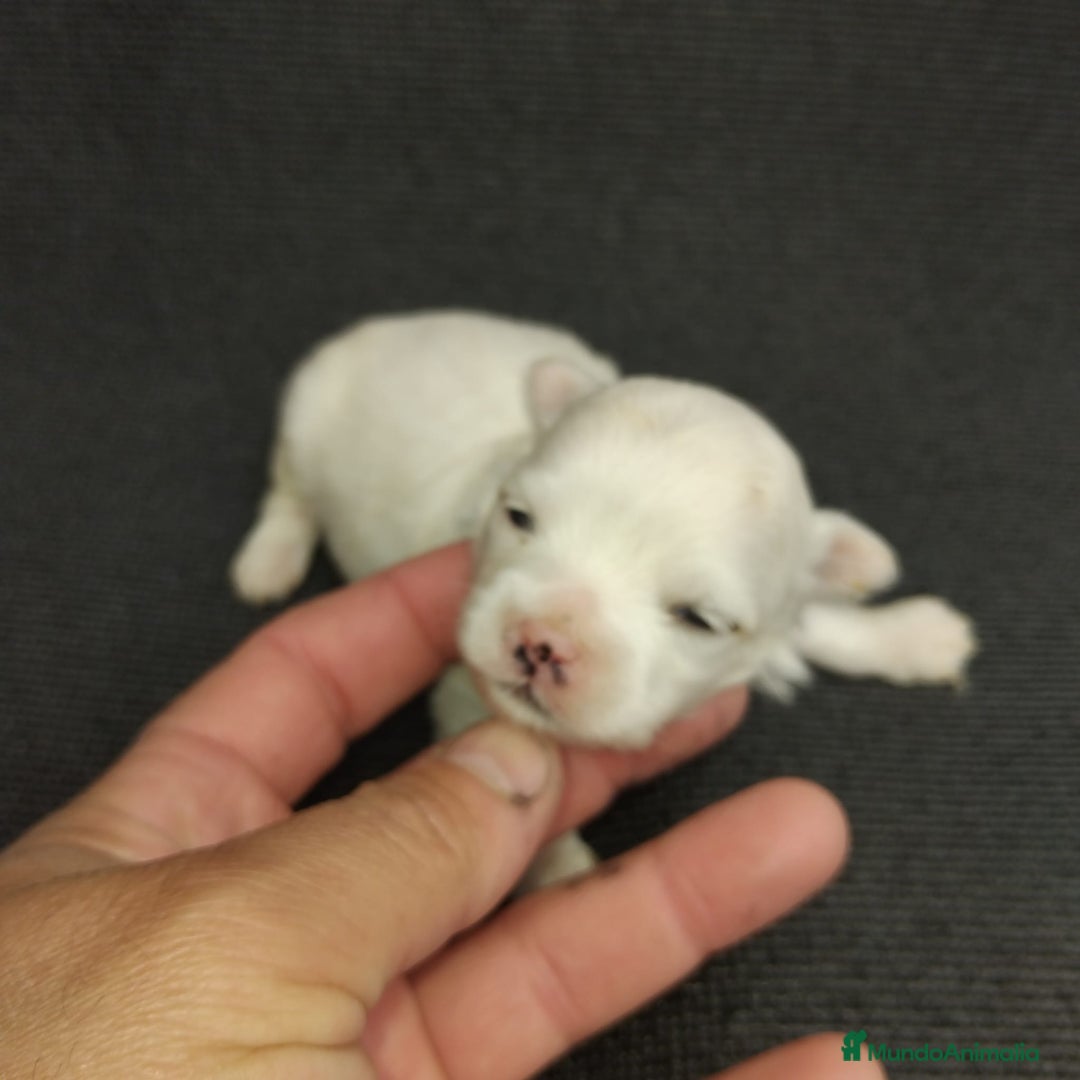 Bichón Maltés perros en venta: Bichones micro toys - Imagen 4