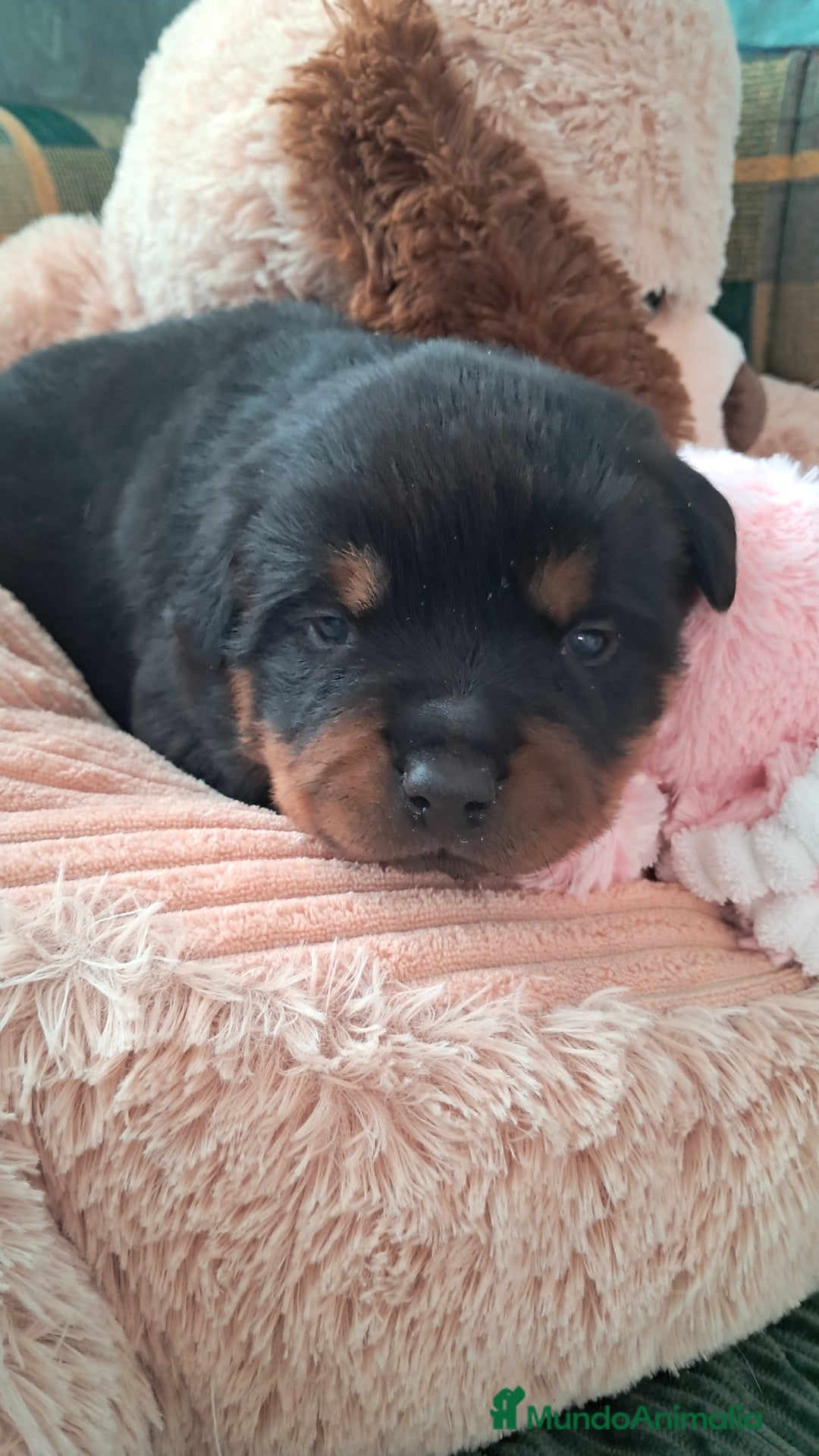 Rottweiler perros en venta: Bebés Rottweiler  - Anuncio 1