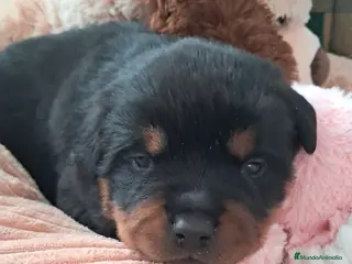 Rottweiler perros Bebés Rottweiler - Anuncio 1