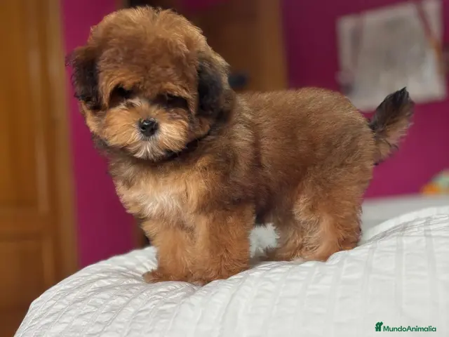 Maltipoo perros en venta: Maltipoo hembra TOY fotos reales y actuales. - Anuncio 2