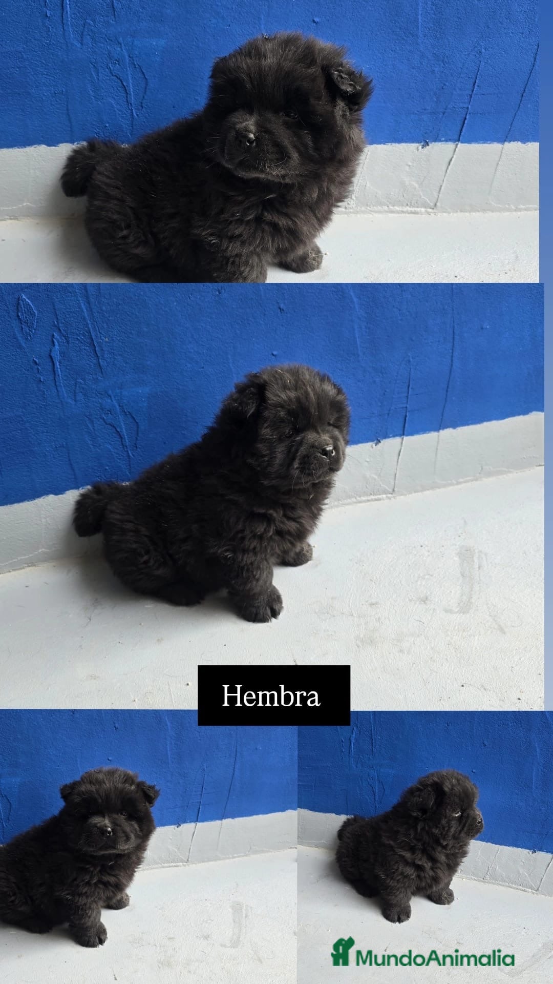 Chow Chow perros Precioso macho de Chow Chow  - Anuncio 1