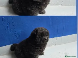 Chow Chow perros Precioso macho de Chow Chow - Anuncio 1
