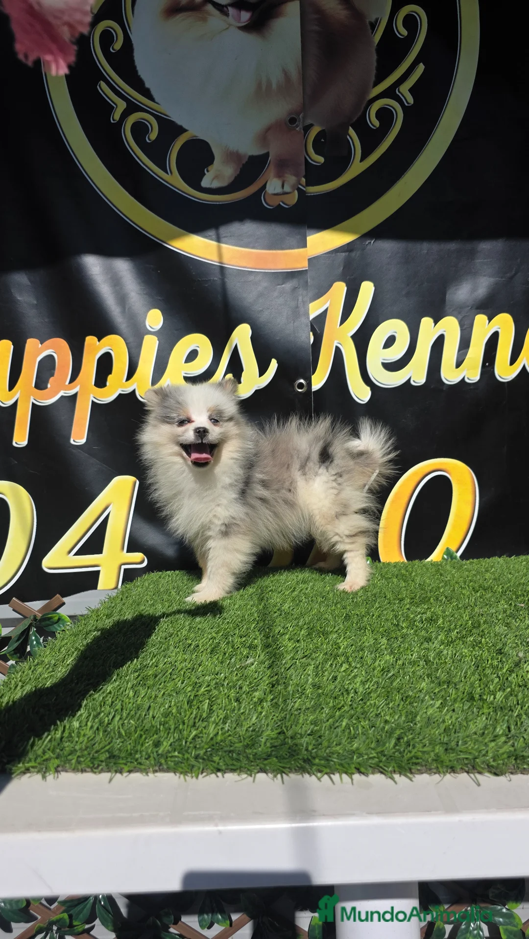 Pomsky perros en venta: Pomsky  miniatura tricolor - Anuncio 2