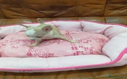Chihuahua perros en venta: Chihuahua toy  - Imagen 2