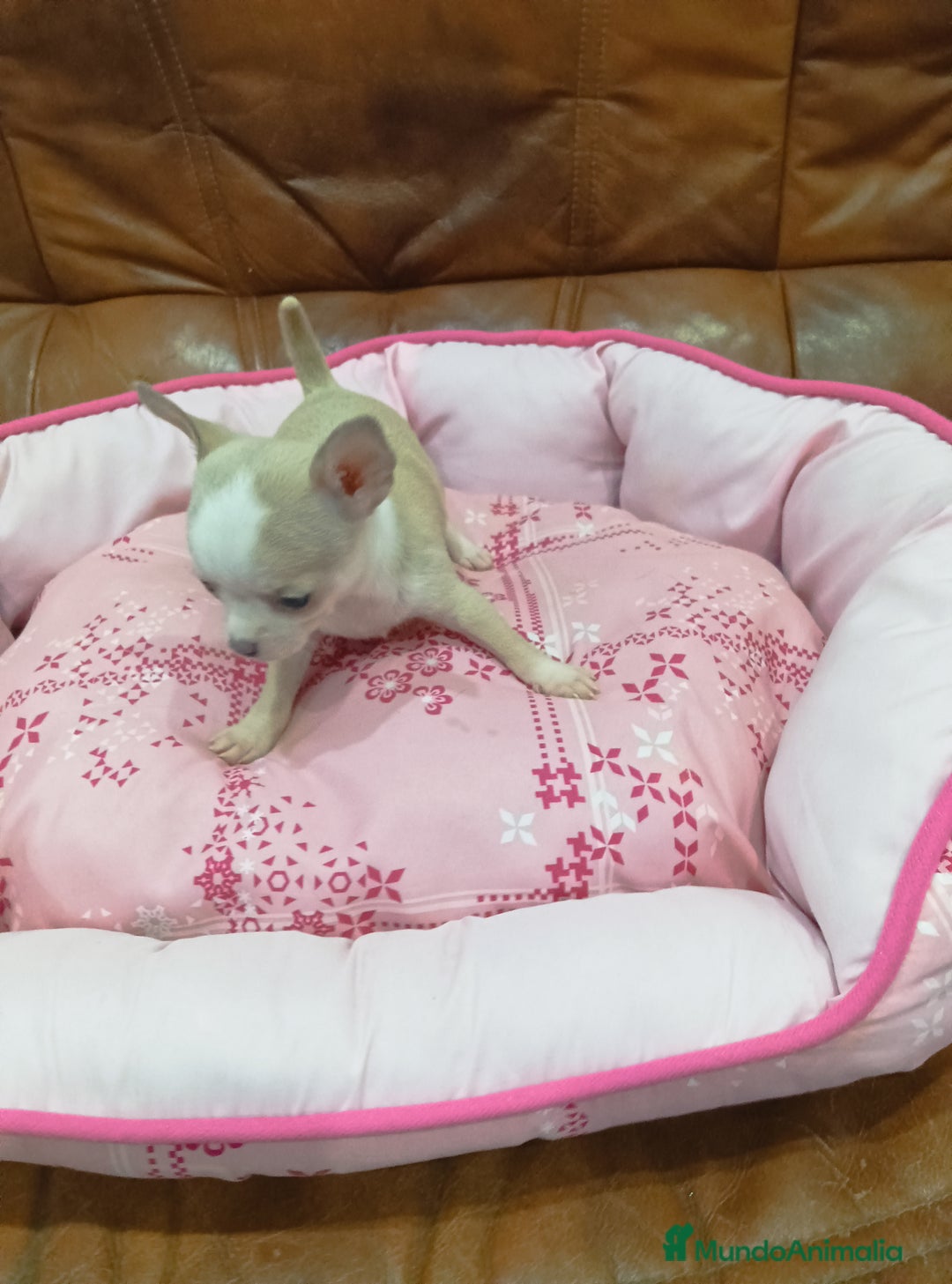 Chihuahua perros en venta: Chihuahua toy  - Imagen 2