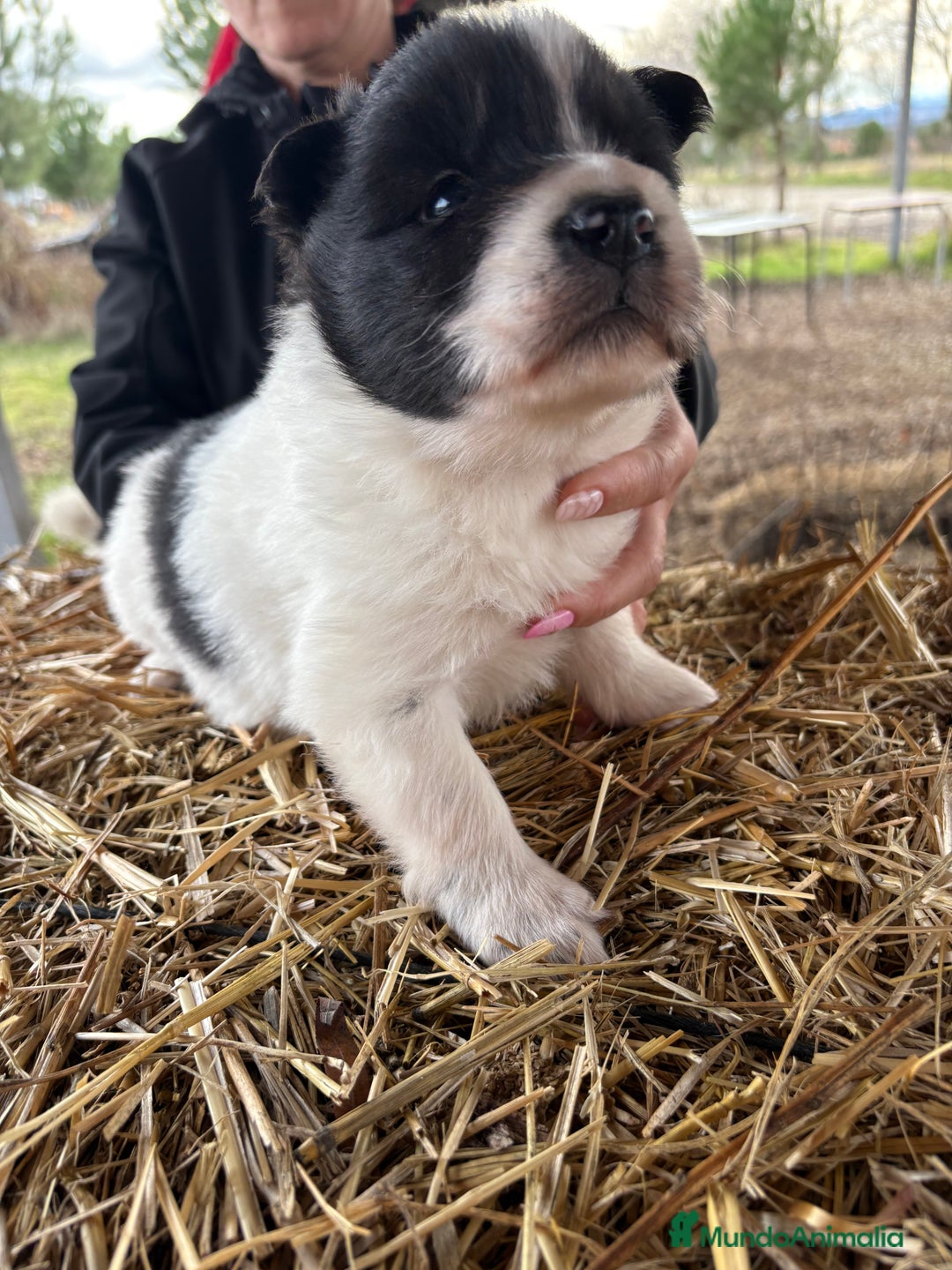 Border Collie perros en venta: Border collie macho  - Anuncio 8
