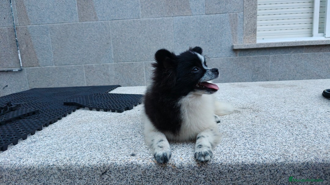 Pomerania perros en venta: Se vende Lulu de pomerania  - Imagen 4
