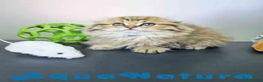 Scottish Fold Longhair Macho 1855