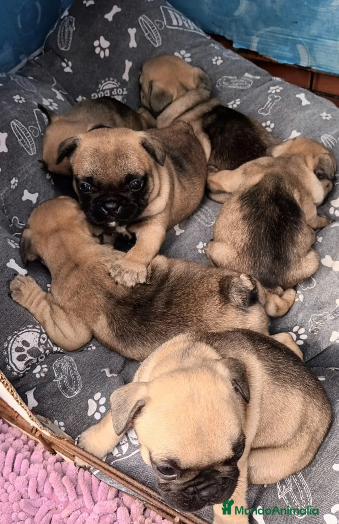 Carlino - Pug perros en venta: Carlino - Anuncio 1