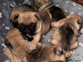 Carlino - Pug perros Carlino - Anuncio 1