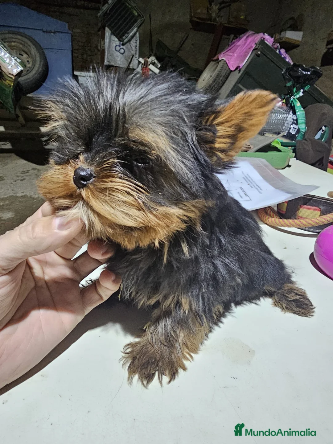 Yorkshire Terrier perros en venta: Yorksire toy - Anuncio 2
