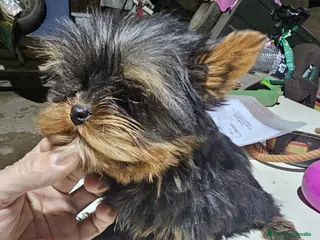 Yorkshire Terrier perros Yorksire toy en Cáceres - Anuncio 9