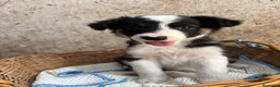 Border Collie perros en venta: CACHORROS DE BORDER COLLIE - Anuncio 1