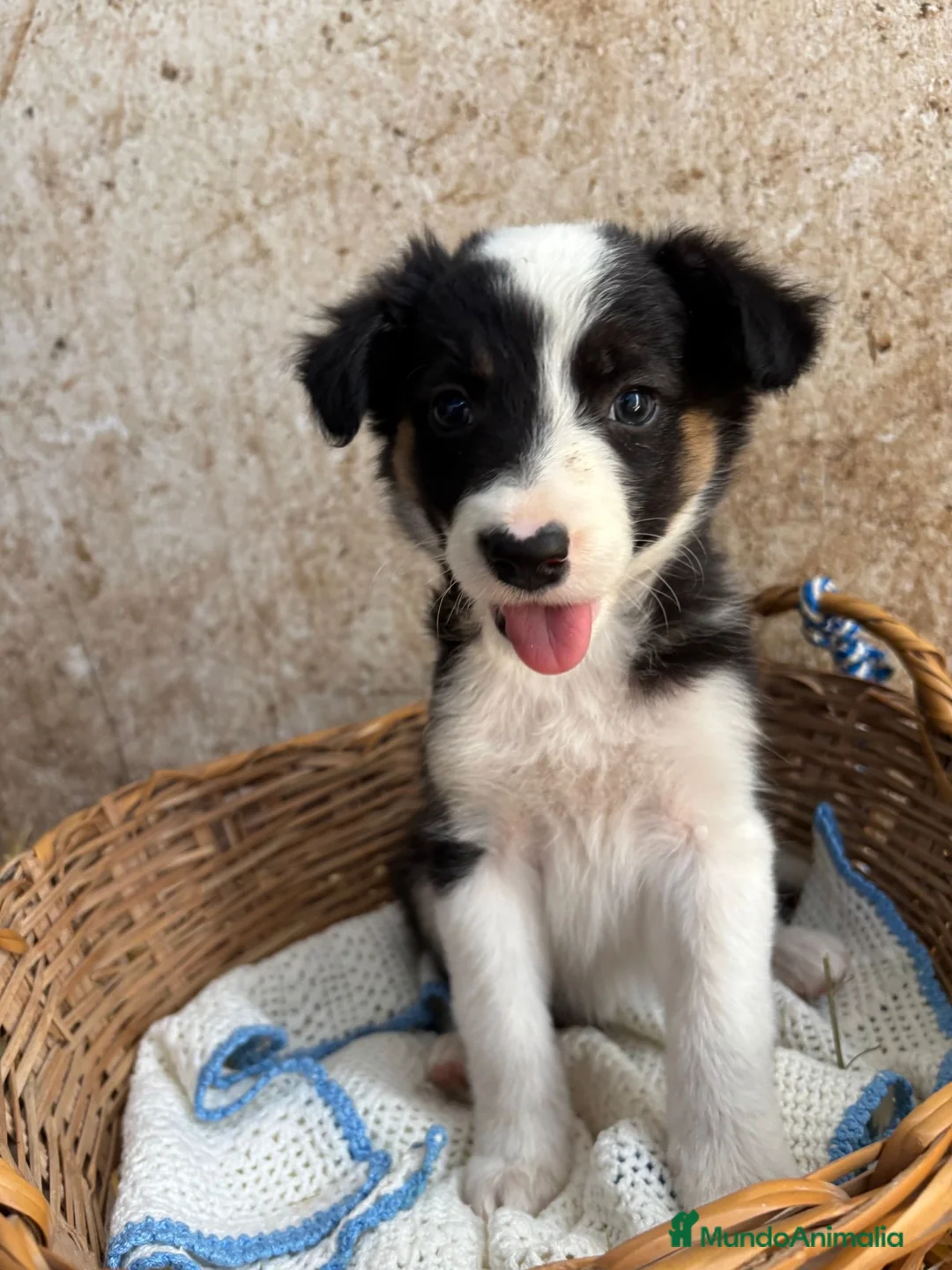 Border Collie perros en venta: CACHORROS DE BORDER COLLIE - Anuncio 1