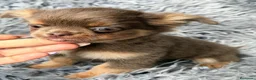 Chihuahua perros en venta: Chihuahua macho pelo largo🐾 - Anuncio 3
