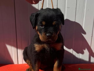 Rottweiler perros en Sevilla - Anuncio 3