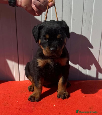Rottweiler perros en Sevilla - Anuncio 6