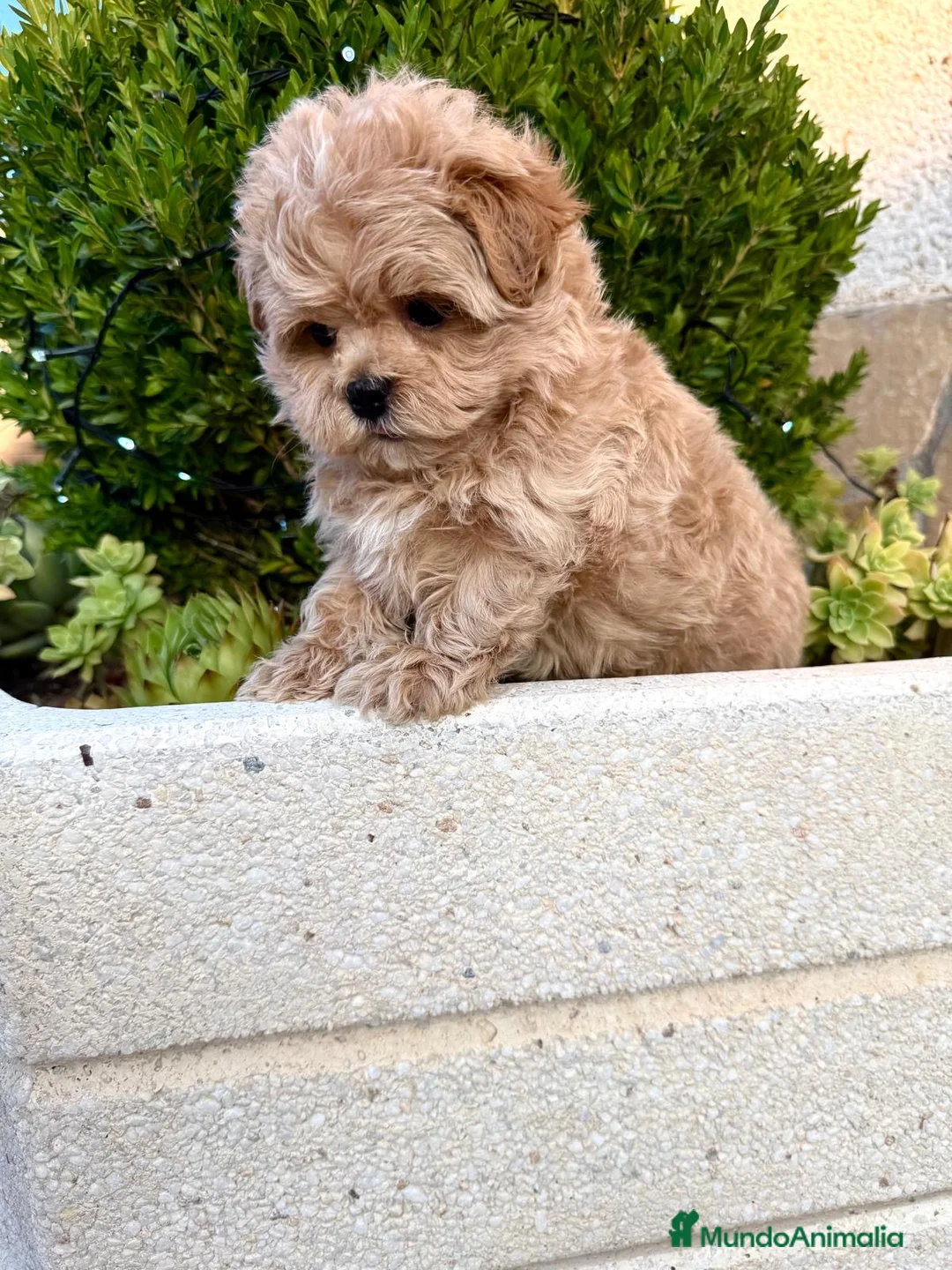 Maltipoo perros en venta: Maltipoo muy bonito líneas asiáticas  - Anuncio 1